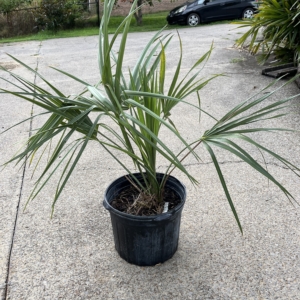 Sabal Palmetto ‘Bald Head Island’ 5 gallon