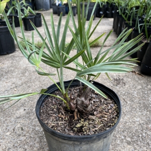 Silver saw palmetto 3 gallon