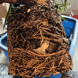 Sabal Brazoriensis root system