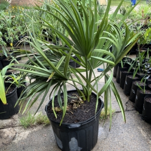Sabal Brazoriensis 7 gallon