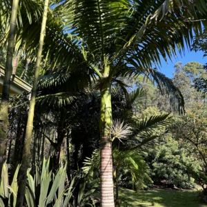 Neoveitchia brunnea