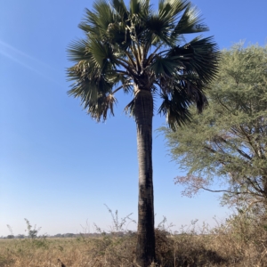 Borassus in Zambia