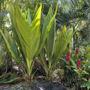 Heterospathe califrons