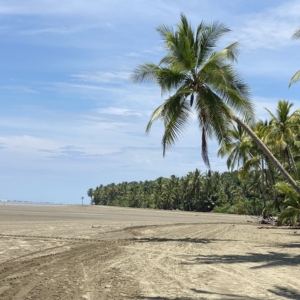 Costa Rica coconut cropped