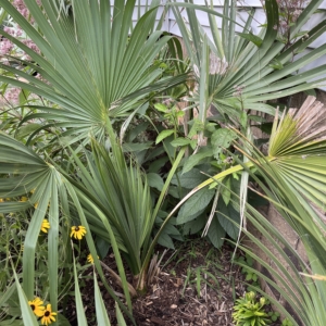 Sabal Palmetto Clarksville, TN