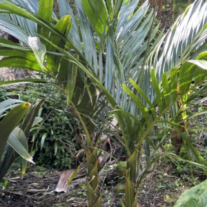 Areca tunku