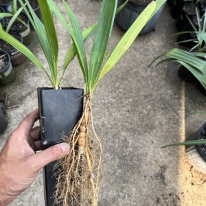 Sabal Mexicana liner pot