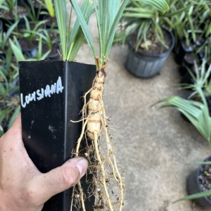 Sabal Louisiana liner pot