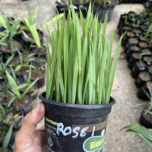 Sabal Rosei community pot