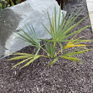 Sabal Minor ‘Wakulla dwarf’