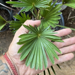 Trachycarpus Wagnerianus
