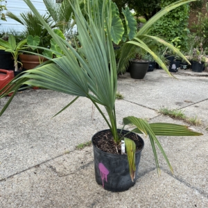 Sabal Uresana green form 5 gallon