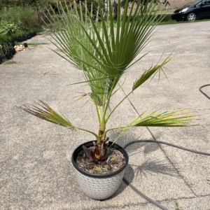 Washingtonia Filibusta 7 gallon