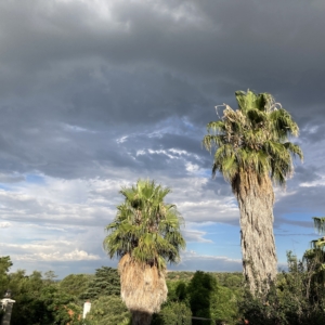 Washingtonia robusta