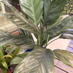 Chamaedorea metallica