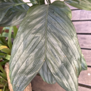 Chamaedorea metallica