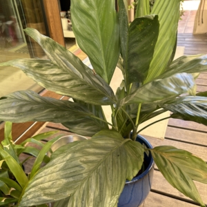 Chamaedorea metallica