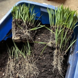 Sabal minor McCurtain community pot