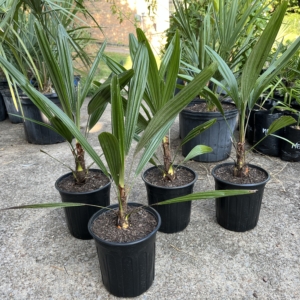 Needle palm 1 gallon