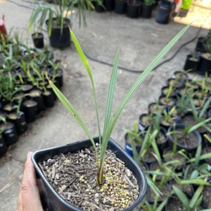 Brahea Armata 1 gallon