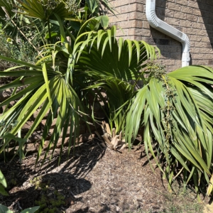 Sabal Louisiana
