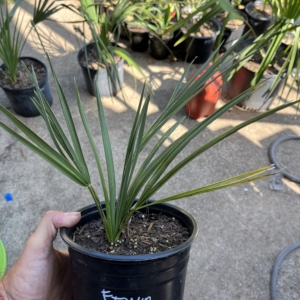 Sabal Etonia 1 gallon
