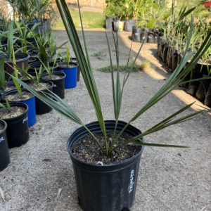 Sabal Palmetto 3 gallon
