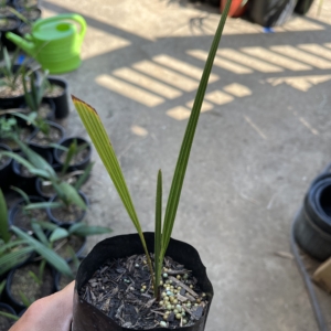 Livinstonia decora 1/2 gallon