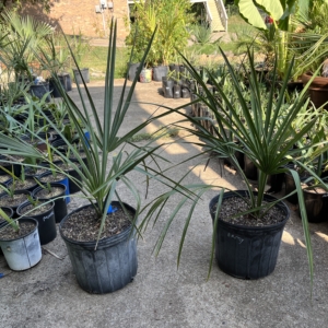 Sabal Birmingham 5 gallon