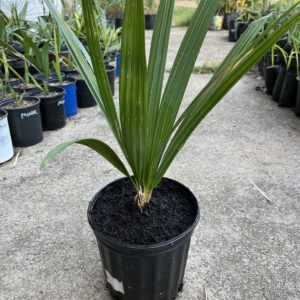 Sabal Causiarum 2 gallon