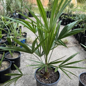 Trachycarpus Nanital 2 gallon