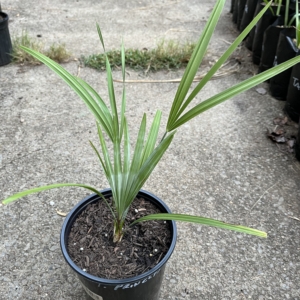 Trachycarpus Princeps 1 gallon