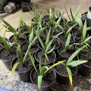 Sabal Minor 1 gallon