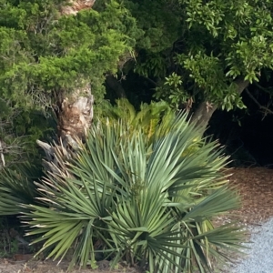 Sabal Minor Emerald Isle, NC