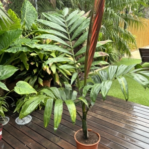 CHAMBEYRONIA MACROCARPA