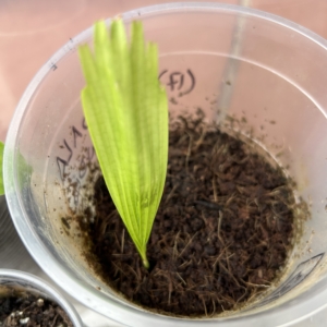 LICUALA GRANDIS