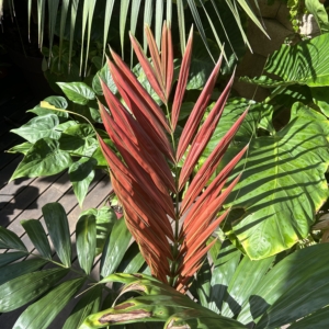 CHAMBEYRONIA MACROCARPA