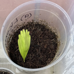 LICUALA GRANDIS