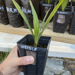 Needle Palm 4” pot