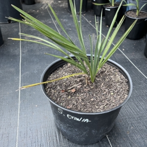 Sabal Etonia 3 gallon