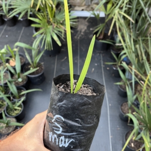 Sabal Maritima 1/2 gallon