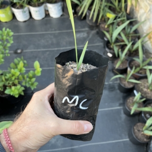 Sabal Minor McCurtain 1/2 gallon