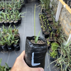 Sabal Louisiana 1/2 gallon