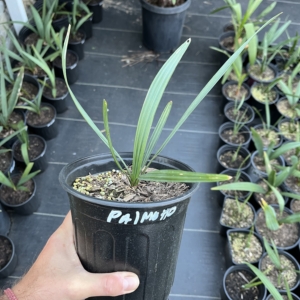 Sabal Palmetto 1 gallon