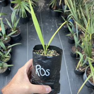 Sabal Rosei 1/2 gallon