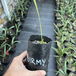 Sabal Birmingham 1/2 gallon