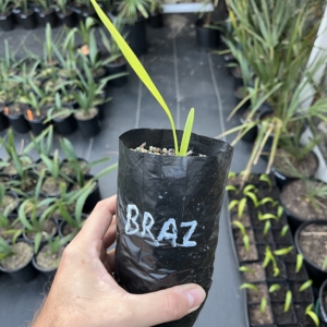 Sabal Brazoriensis 1/2 gallon
