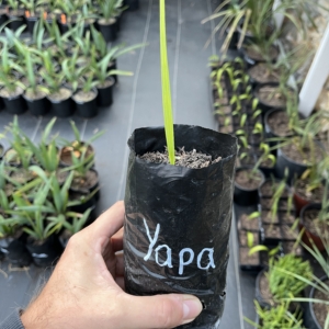 Sabal Yapa 1/2 gallon