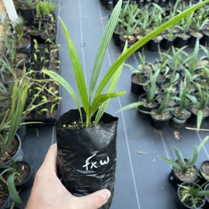 T. Fortunei x T. Wagnerianus 1/2 gallon