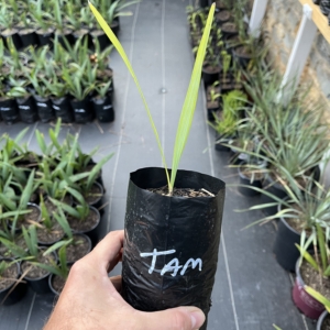 Sabal Tamaulipas 1/2 gallon